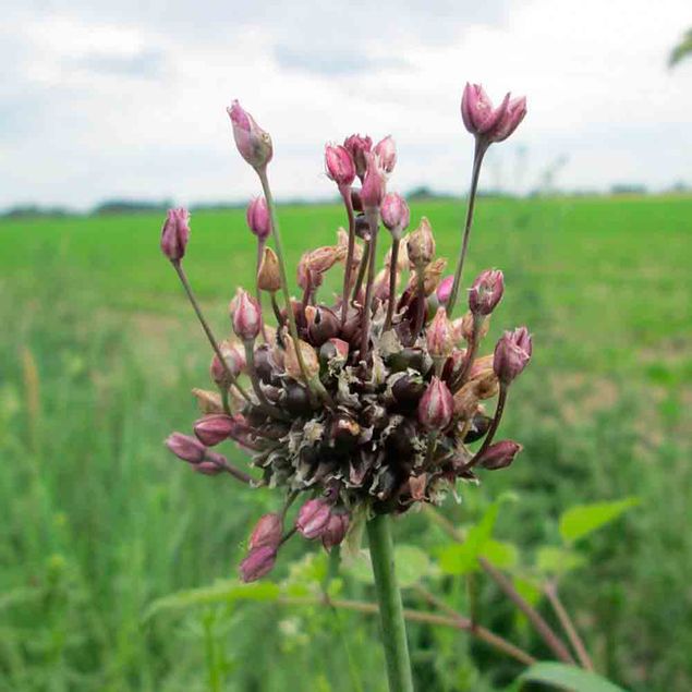 ALLIUM SCORODOPRASUM 'ART' AB