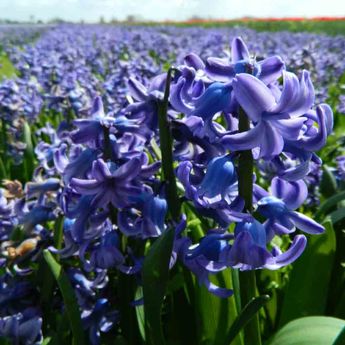 JACINTHE DELFT BLUE AB