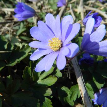 ANEMONE BLANDA AB