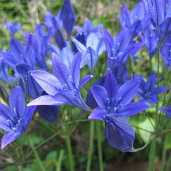 BRODIAEA  'CORRINA' (TRITELEIA) AB