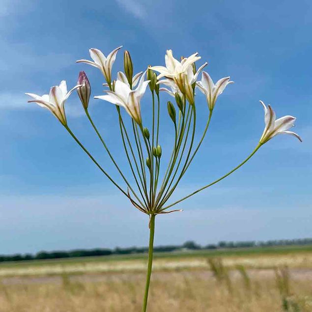 BRODIAEA 'SILVER QUEEN' (TRITELEIA) AB