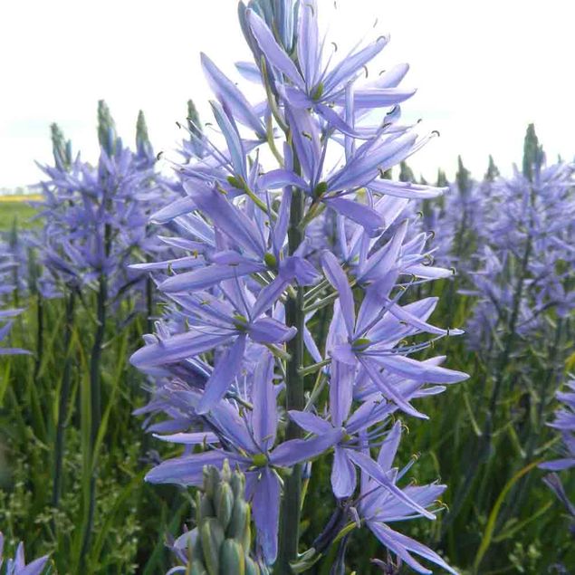 CAMASSIA LEICHTLINII 'CAERULEA AB