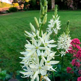 CAMASSIA LEICHTLINII 'SACAJAWEA' AB