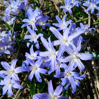 CHIONODOXA FORBESII 'BLUE' GLOIRE DES NEIGES AB