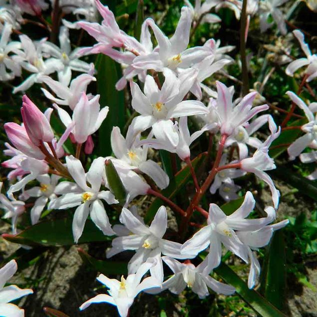 CHIONODOXA GLOIRE DES NEIGES FORBESII 'PINK GIANT' AB 