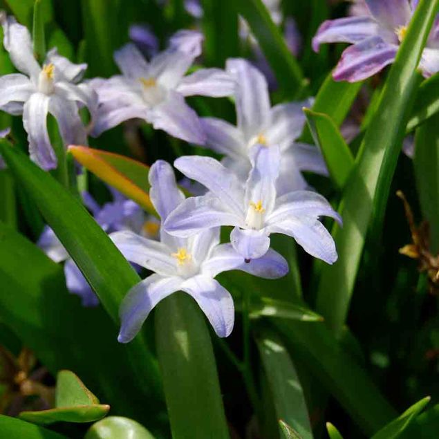 CHIONODOXA GLOIRE DES NEIGES LUCILIAE 'ALBA' AB