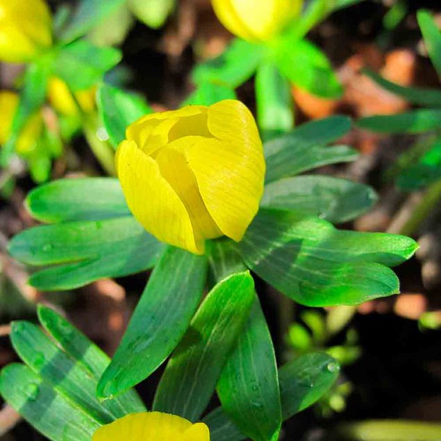 ERANTHIS CILICICA  AB