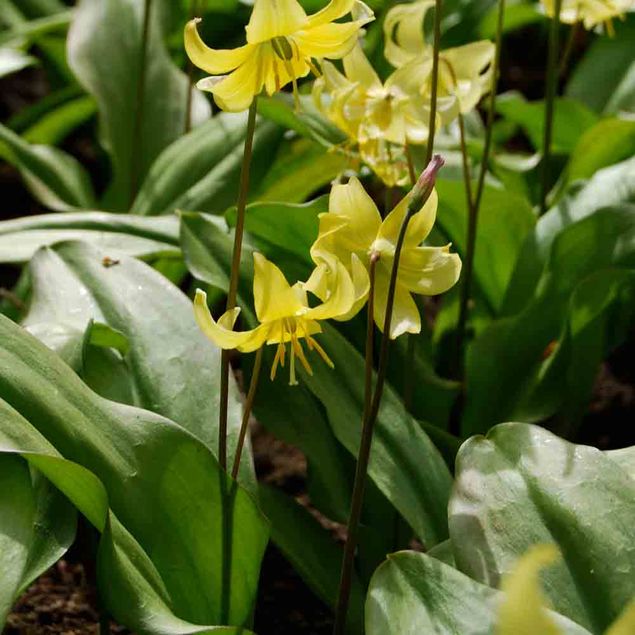 ERYTHRONIUM 'PAGODA' AB