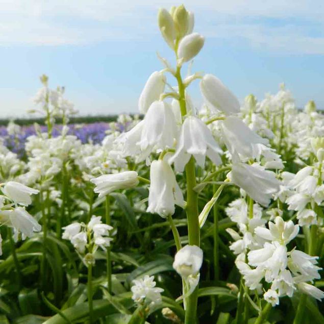 JACINTHE HISPANICA BLANC AB