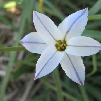 IPHEION UNIFLORUM 'WISLEY BLUE' AB