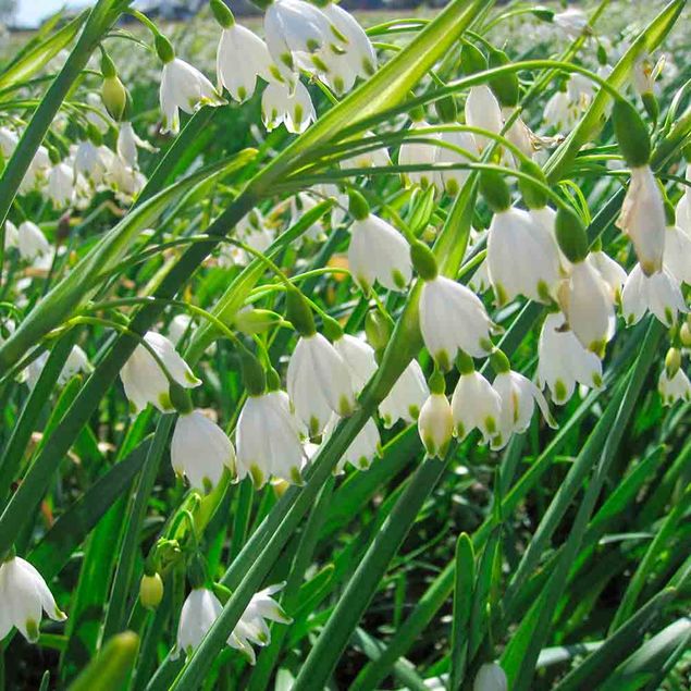 NIVEOLE D'ÉTÉ LEUCOJUM AESTIVUM 'GRAVETYE GIANT' AB