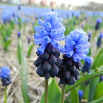 MUSCARI LATIFOLIUM AB