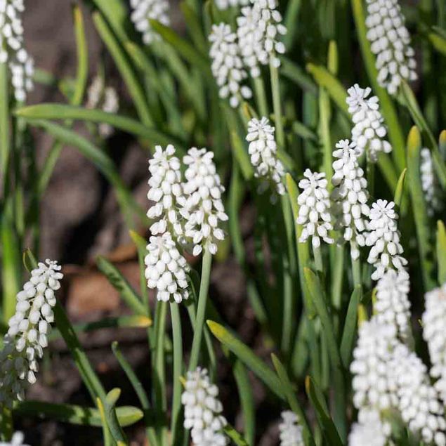 MUSCARI BOTRYOIDES ALBUM AB