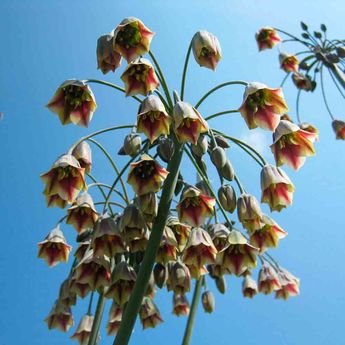 NECTORASCORDUM SICULUM AIL DE BULGARIE AB