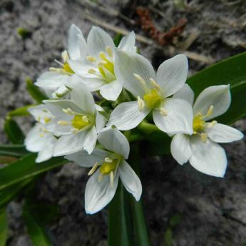 ORNITHOGALUM BALANSAE AB