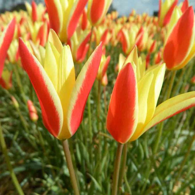 TULIPE  CLUSIANA 'TINKA'  AB