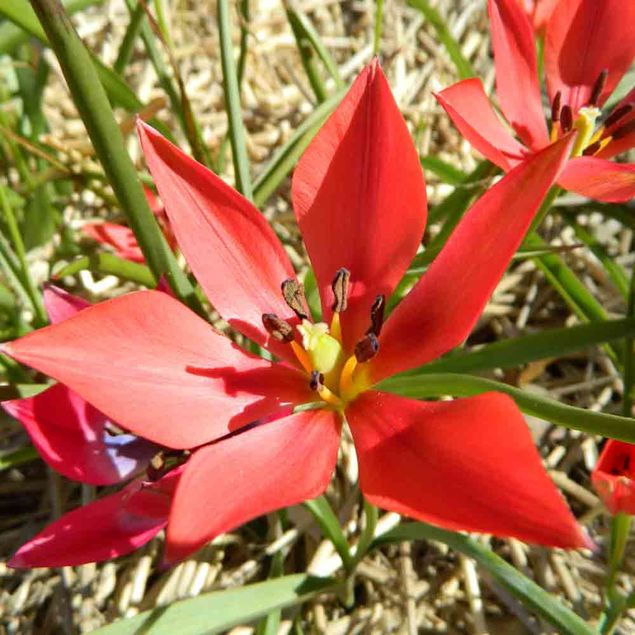 TULIPE  LINIFOLIA AB