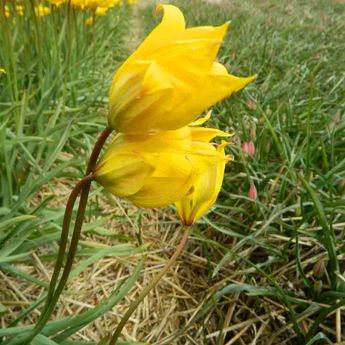 TULIPE  SYLVESTRIS  AB