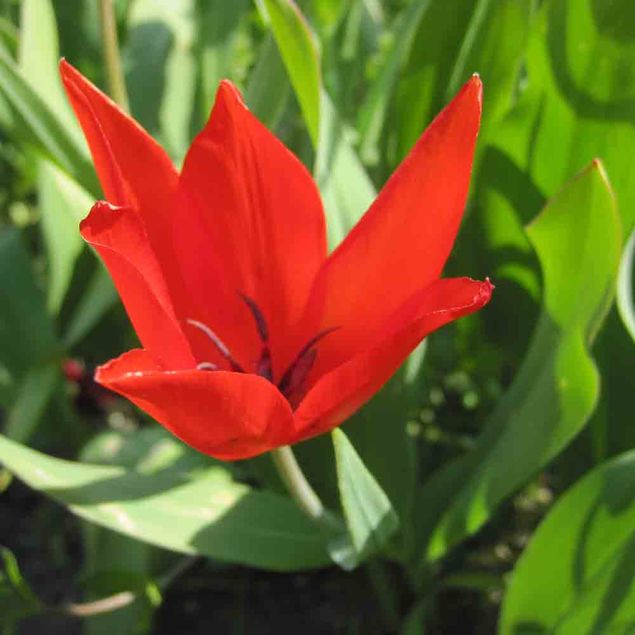 TULIPE  PRAESTANS 'ZWANENBURG' AB