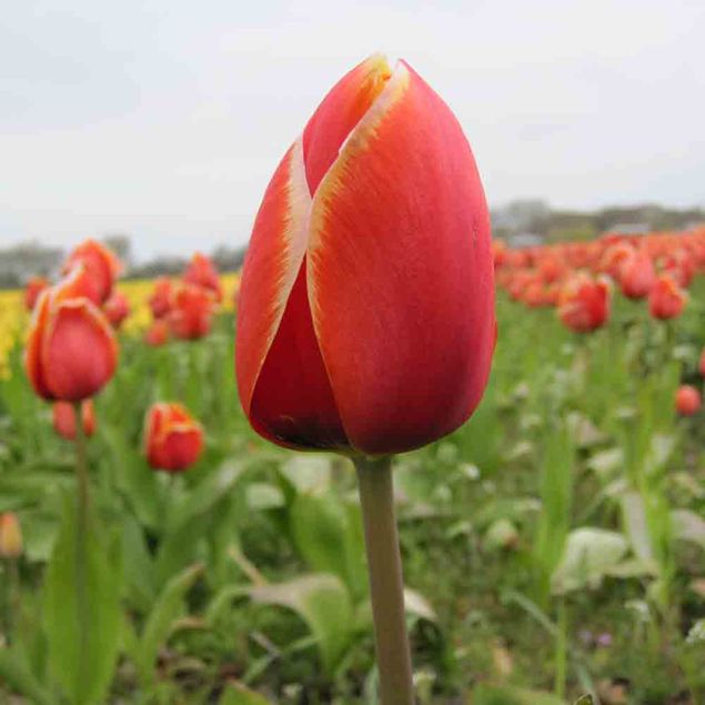 TULIPE DAFENG AB