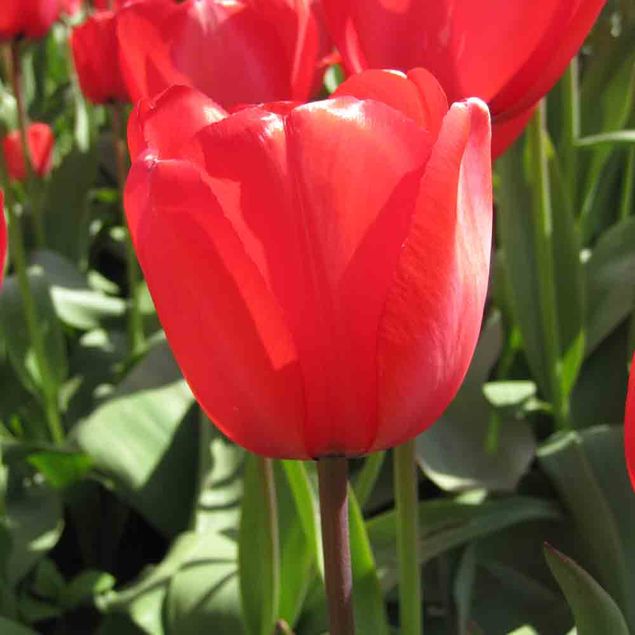 TULIPE RED IMPRESSION AB