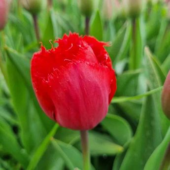 TULIPE MASTERPEACE AB