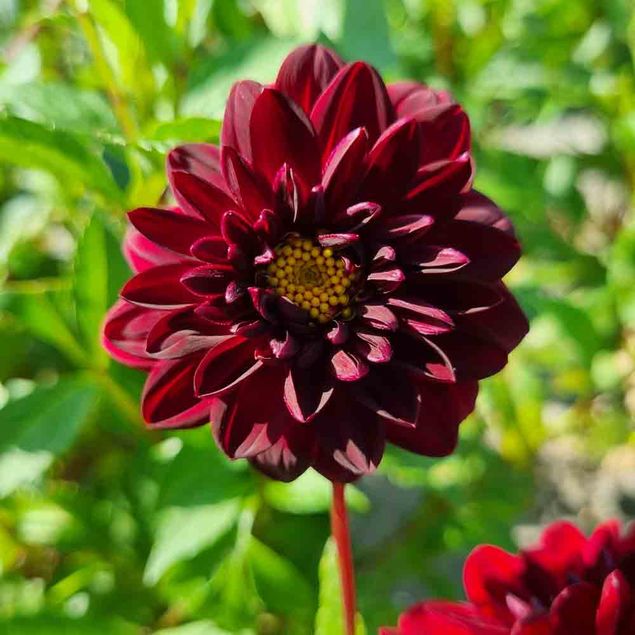 DAHLIA DECORATIF ARABIAN NIGHT AB