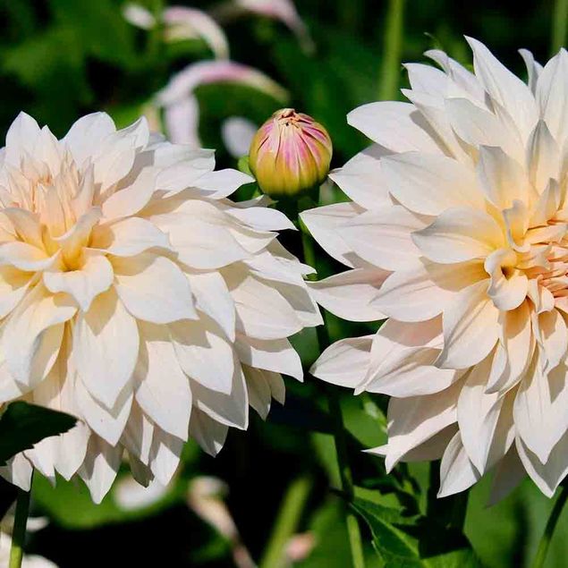 DAHLIA DECORATIF CAFE AU LAIT AB 