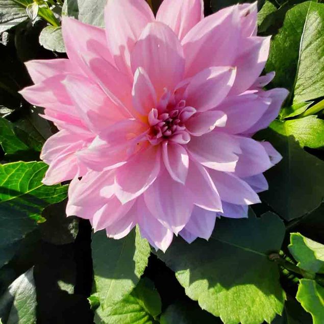 DAHLIA DECORATIF LAVENDER PERFECTION AB   