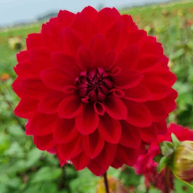 DAHLIA DECORATIF MENORCA AB   