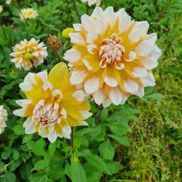 DAHLIA DECORATIF SEATTLE AB   