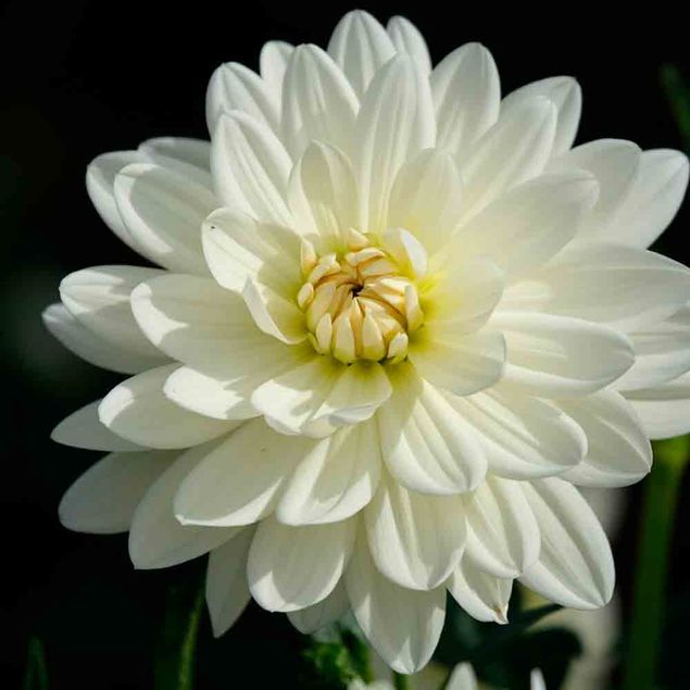 DAHLIA DECORATIF BLANC PERFECTION AB  