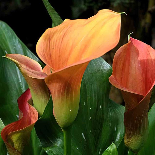 ARUM ORANGE ZANTEDESCHIA AB 