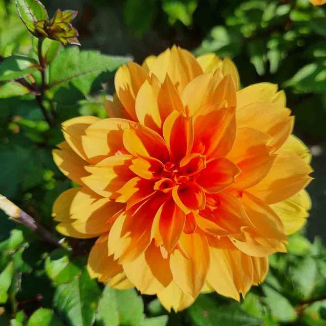 DAHLIA DECORATIF DAVID HOWARD AB 