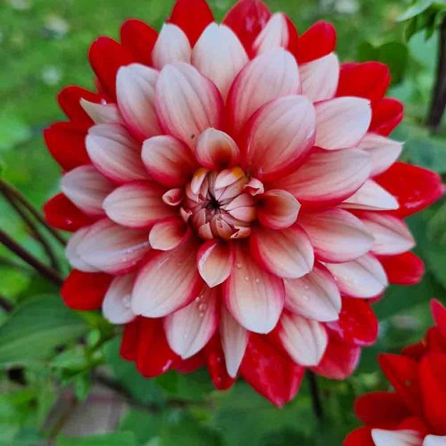 DAHLIA DECORATIF LARRY'S LOVE AB  