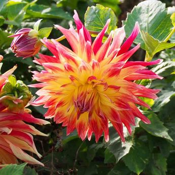 DAHLIA DECORATIF MANHATTAN ISLAND AB   