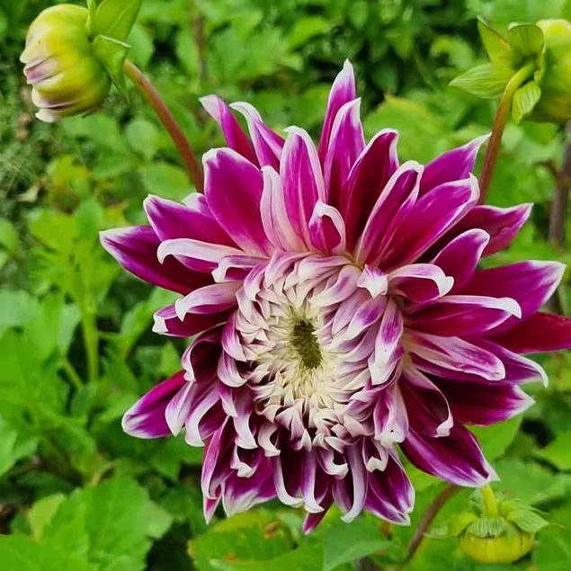 DAHLIA DECORATIF VANCOUVER AB   