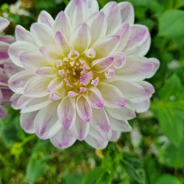 DAHLIA DECORATIF WITTEM AB 