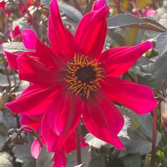 DAHLIA PRIDE ONE AB 