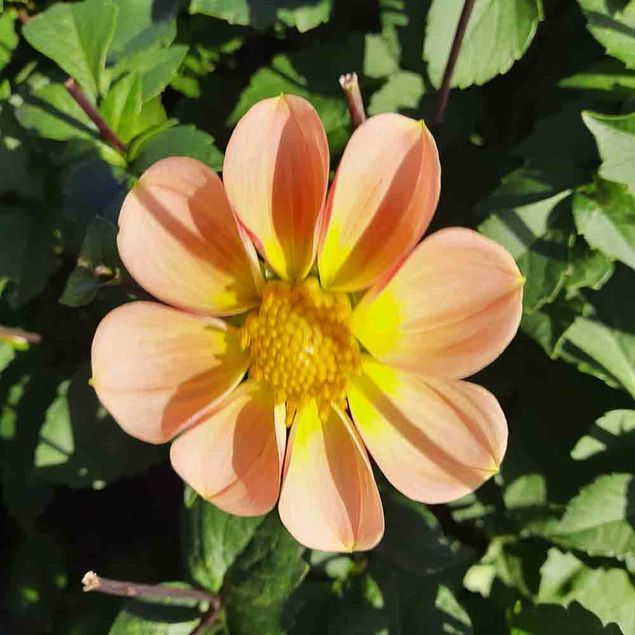 DAHLIA TOPMIX APRICOT AB  