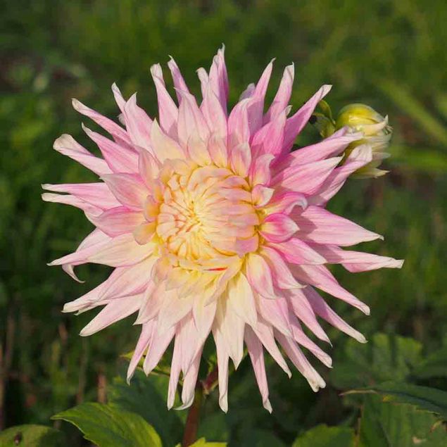 DAHLIA CACTUS KIEV AB  