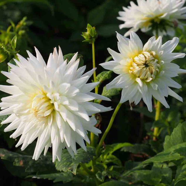 DAHLIA CACTUS MY LOVE AB   