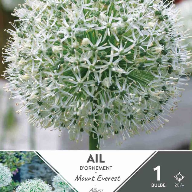 ALLIUM MOUNT EVEREST