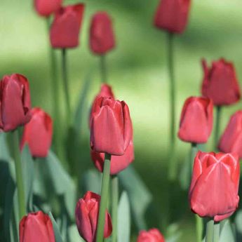 TULIPE TRIOMPHE RED PROUD AB