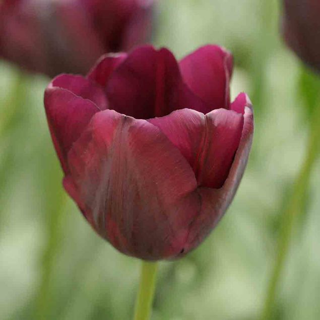 TULIPE BLACK AB