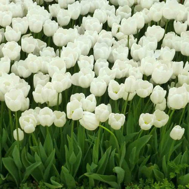 TULIPE WHITE AB