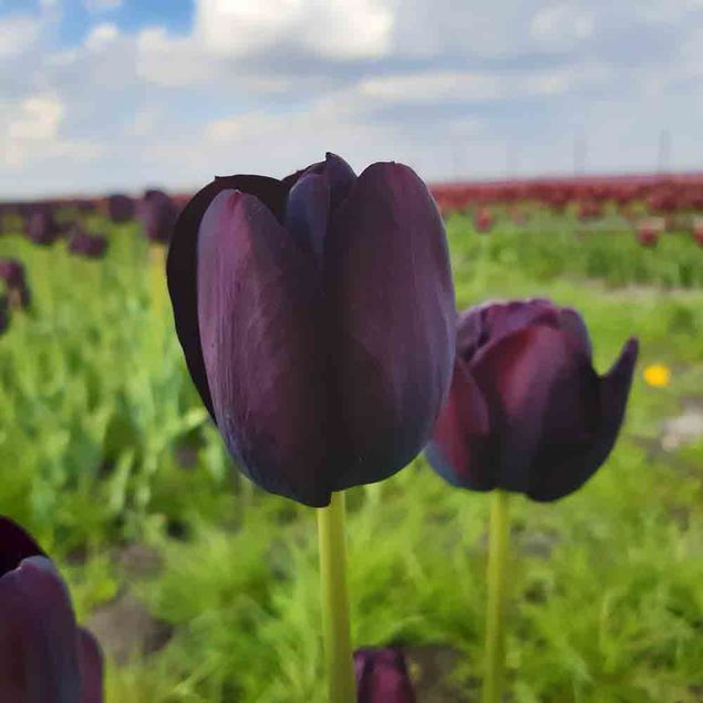 TULIPE SIMPLE TARDIVE REINE DE LA NUIT  