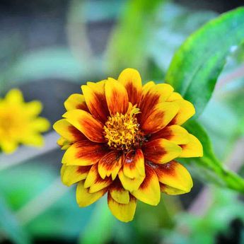 ZINNIA TAPIS PERSAN NT