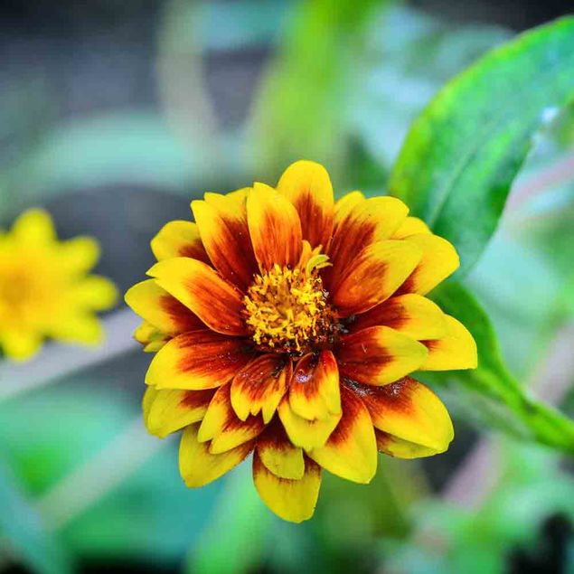 ZINNIA TAPIS PERSAN NT