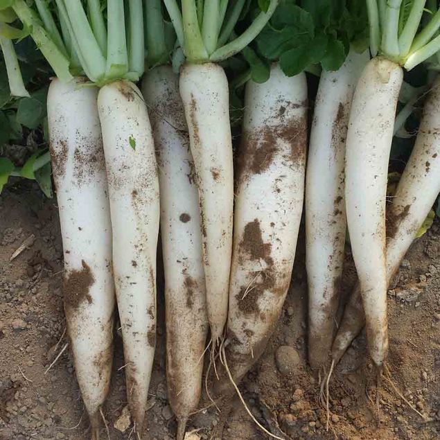 RADIS DAIKON LUNGO BIANCO AB